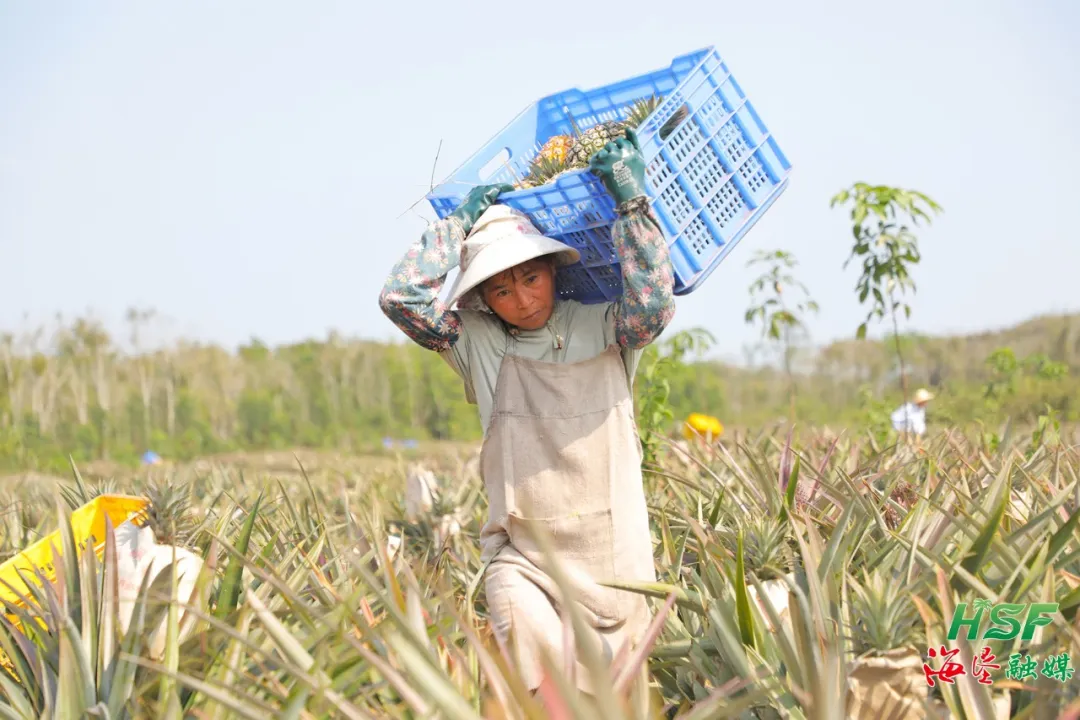不只橡膠綠，更有鳳梨甜